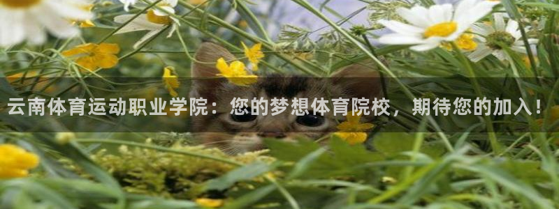 尊龙官方正版app集团官网首页：云南体育运动职业学院：您的梦